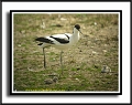avocet, avocets, british-2